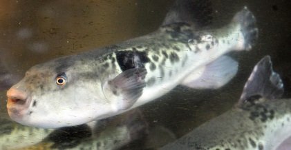 fugu