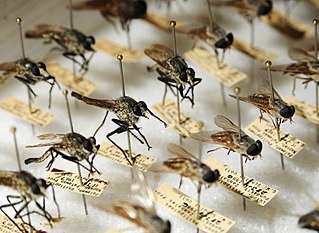 insects displayed