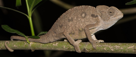 common
          chameleon