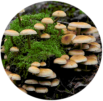 Fungi