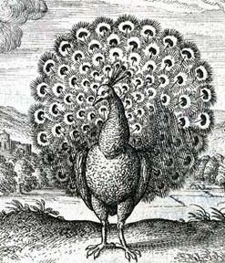 peacock