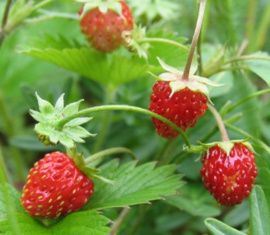 strawberries