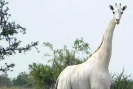 white giraffe