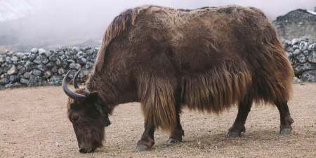 yak