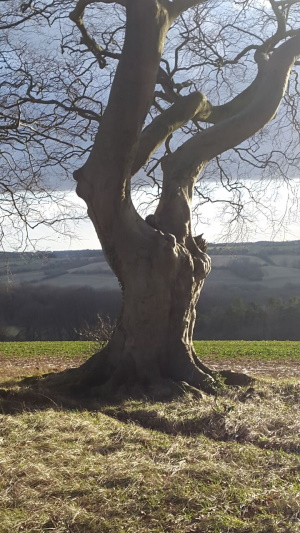 beech tree