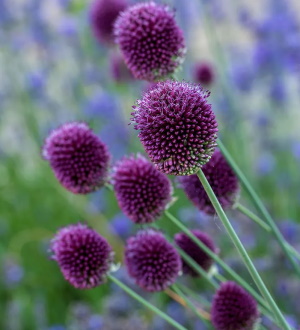 allium